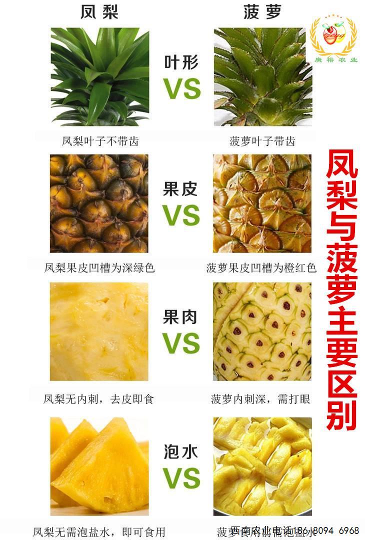 火龙果套种凤梨增产增收;火龙果苗套种凤梨种植技术