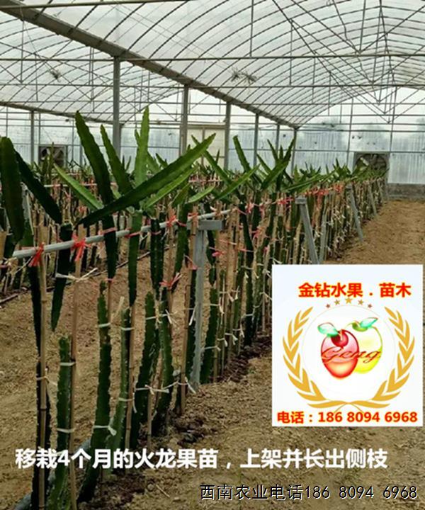 法株距一般在 25~30 厘米,亩栽苗 900~1000 株 火龙果苗排式种植图3